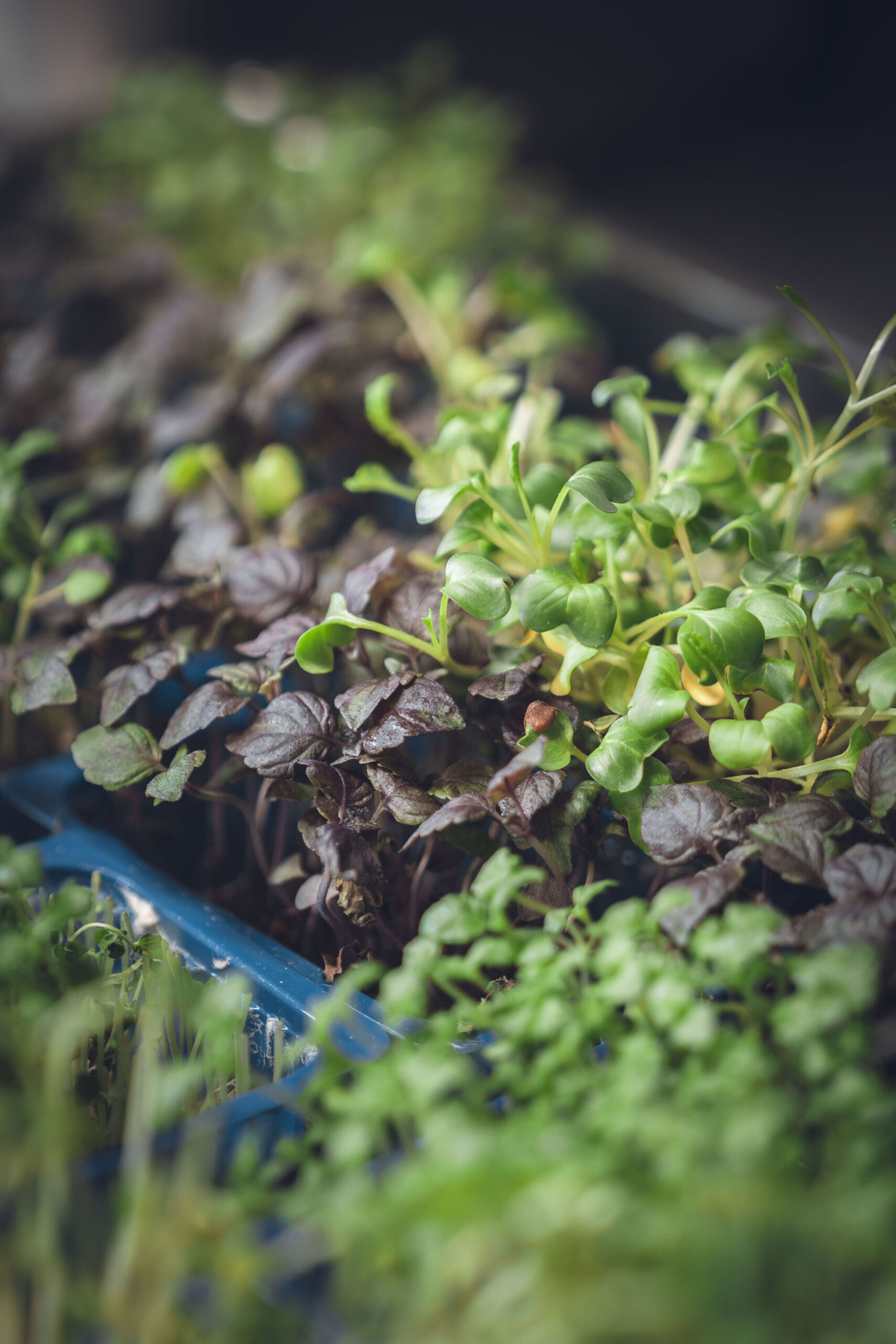 Cartes &amp; Menus Illzach 3